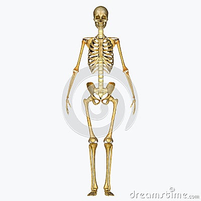 Skeleton Stock Photo